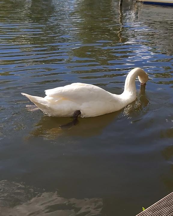 Anglerheim am Krossinsee